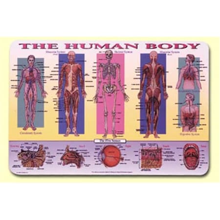 Painless Learning Human Body Placemat 4PK HUM1